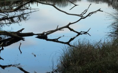 Finding water in an arid environment with Badger Bates