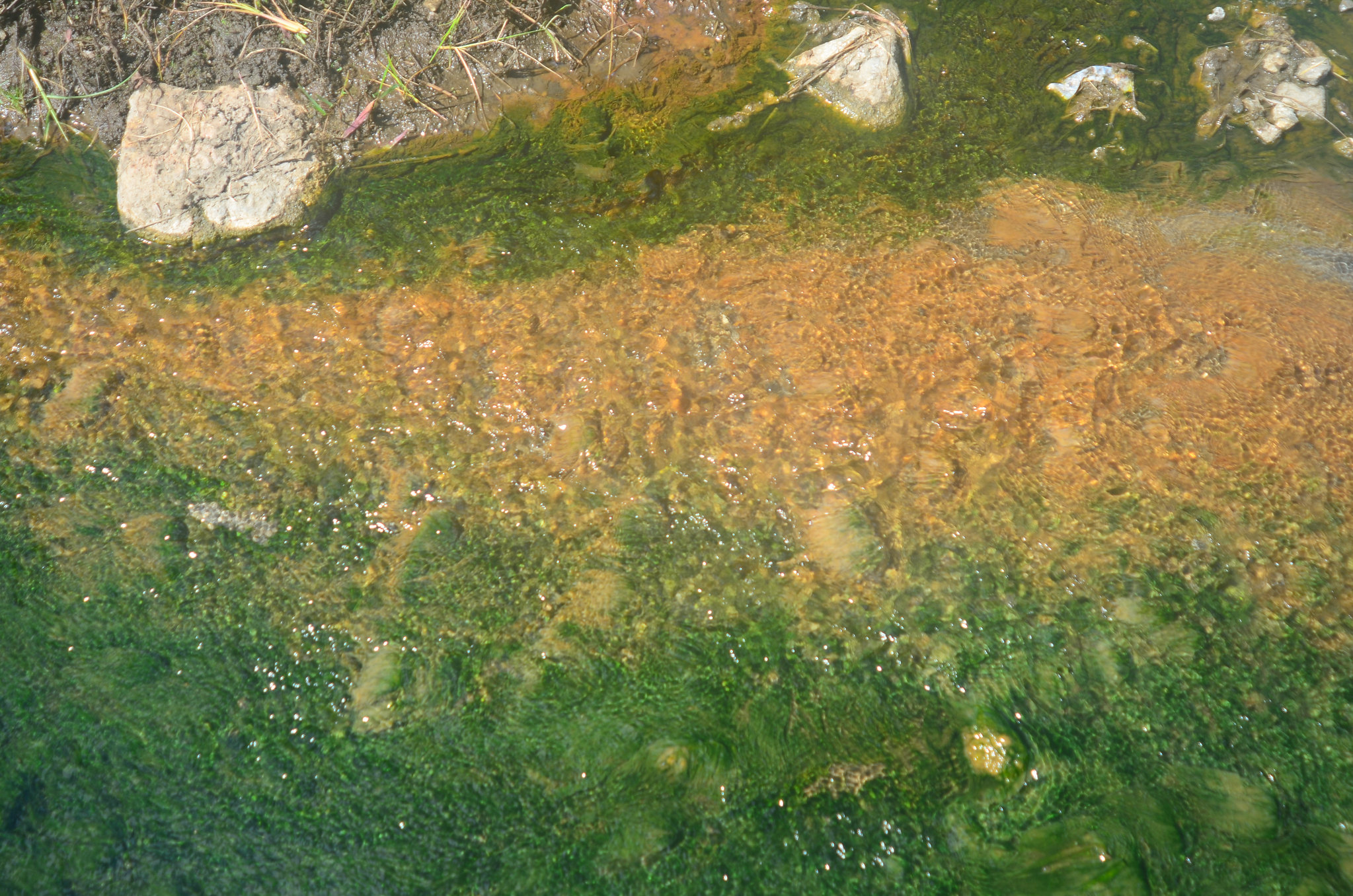 Why Iraq’s great rivers are dying