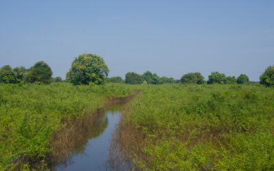 Does irrigation ‘efficiency’ help with water scarcity? Without a systems perspective it can make it worse